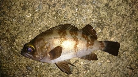 メバリング開幕